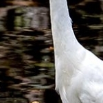 _04C9662.jpg Grande aigrette
